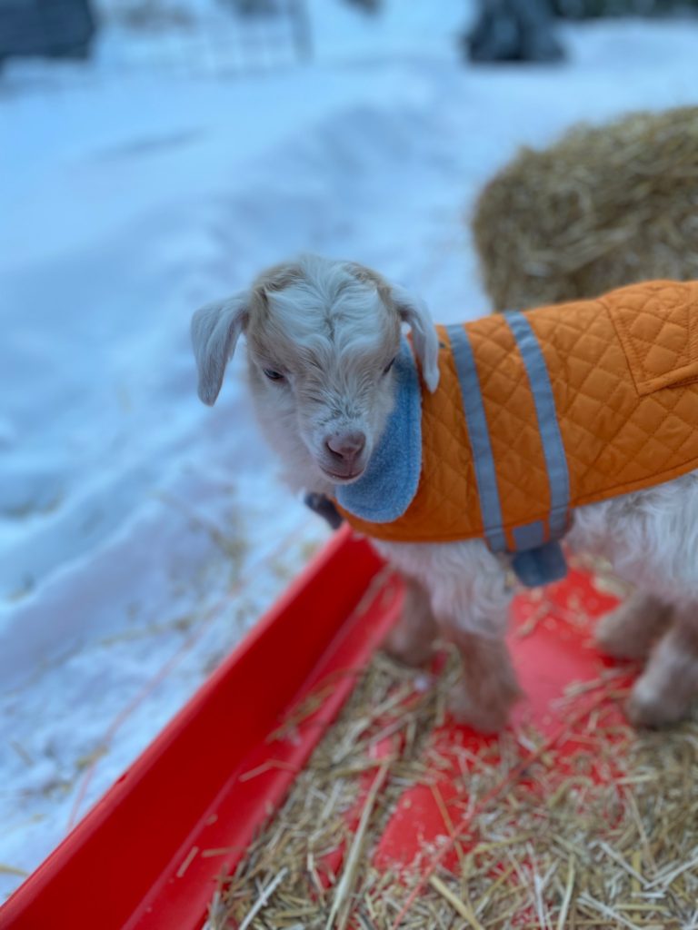 baby goat in a coat, good pets, nigora, mn