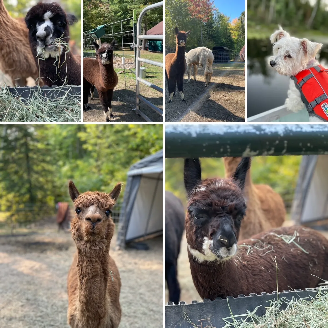 Alpacas, things to do in bigfork, marcell Minnesota, itasca county, edge of the wilderness